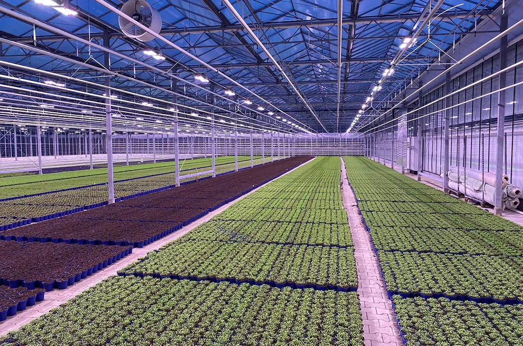 Moduli LED INDO Top Light sopra file di vassoi di piantine in una serra commerciale nella Germania settentrionale.