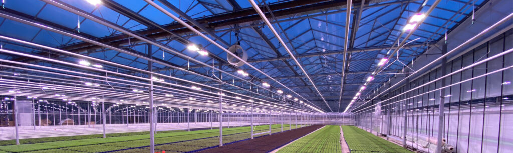 INDO LED-vekstlys installert langs taket i et kommersielt veksthus