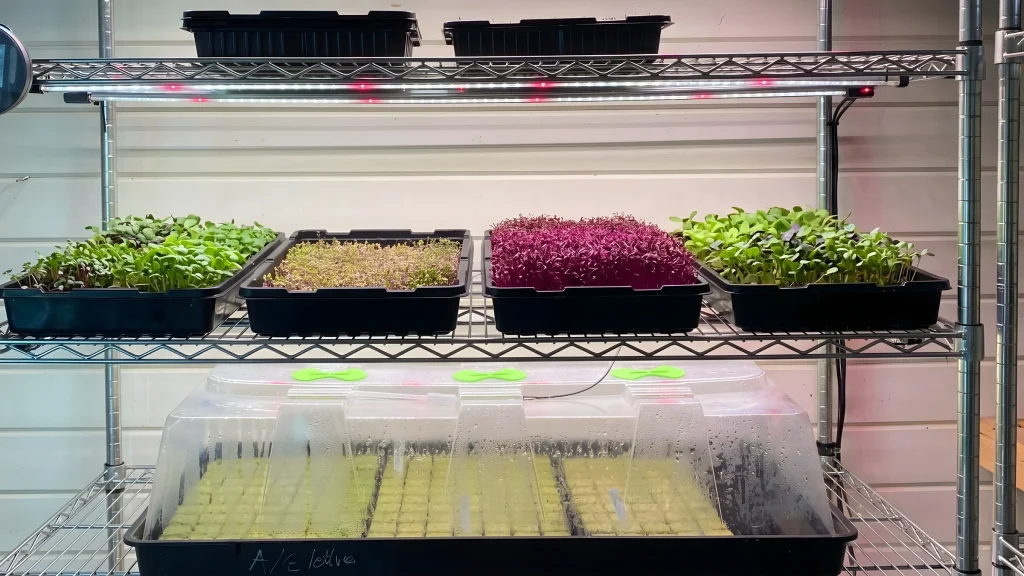 INDO projekta titulattēls: Seedleaves
