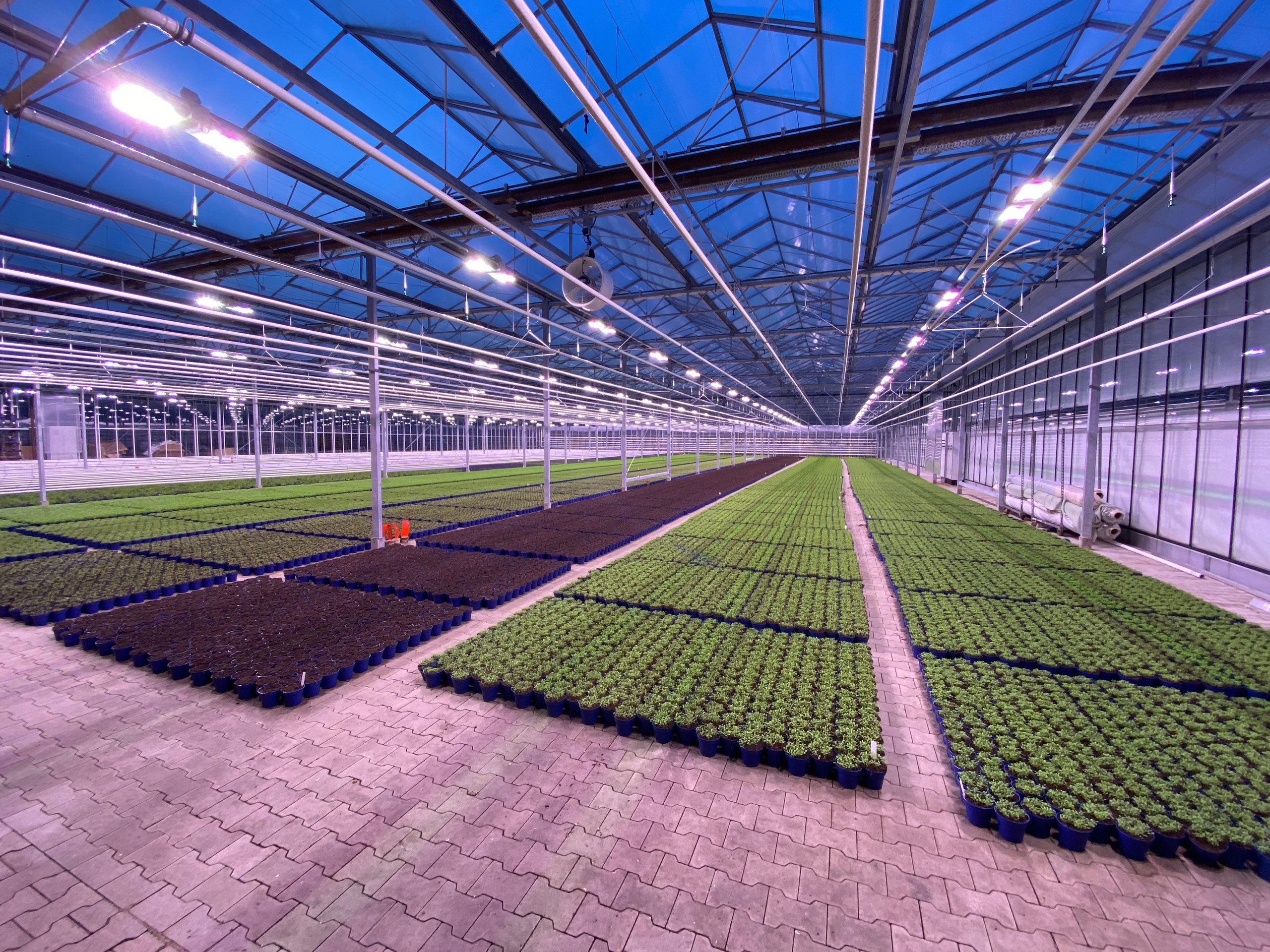 Rows of young plants under INDO ELEMENT LED grow lights in a glasshouse at dusk