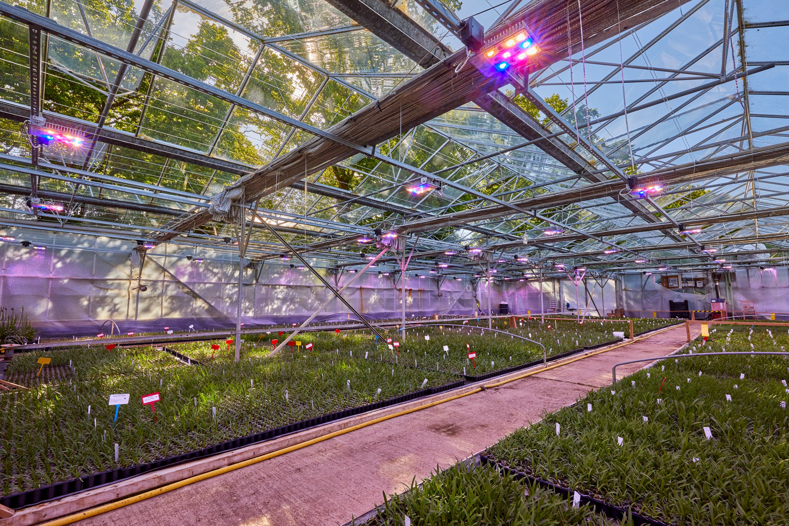 Agapanthus plugs growing under INDO ELEMENT LED fittings in a glasshouse